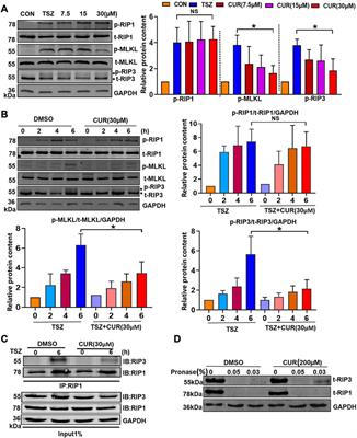 Curcumin alleviates experimental colitis in mice by suppressing necroptosis of intestinal epithelial cells